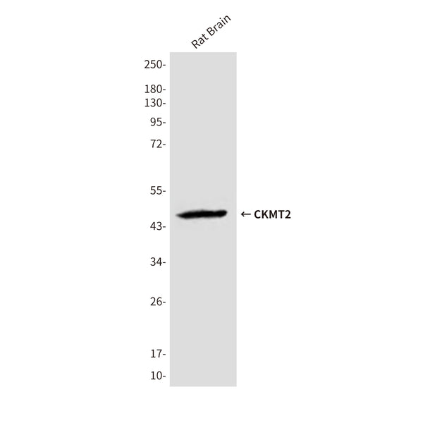 Western blot detection of CKMT2 in Rat Brain lysates using CKMT2 antibody (1:1000 diluted) .