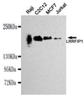 Western blot detection of LRRFIP1 in Raji, C2C12, MCF7&Jurkat cell lysates using LRRFIP1 antibody (1:1000 diluted) .