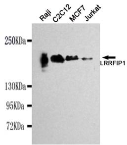 Western blot detection of LRRFIP1 in Raji, C2C12, MCF7&Jurkat cell lysates using LRRFIP1 antibody (1:1000 diluted) .