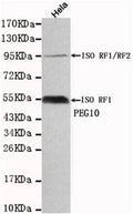 Western blot detection of PEG10 in Hela cell lysates using PEG10 antibody (1:1000 diluted) .