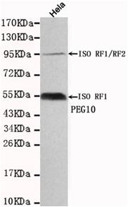 Western blot detection of PEG10 in Hela cell lysates using PEG10 antibody (1:1000 diluted) .