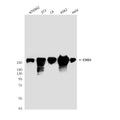 Western blot detection of CHD3 antibody in Y79&Raji cell lysates using CHD3 antibody (1:1000 diluted) .
