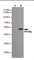 Western blot detection of PPARγ fragment in CHO-K1 cell lysate (A) and CHO-K1 transfected by pEGFP-C1-PPARγ (B) cell lysate using PPARγ mouse mAb (1:500 diluted).Predicted band size: 53kDa.Observed band size:53kDa.