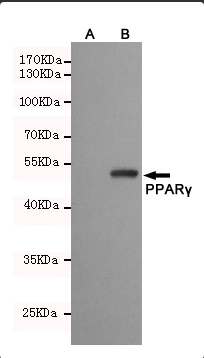 Western blot detection of PPARγ fragment in CHO-K1 cell lysate (A) and CHO-K1 transfected by pEGFP-C1-PPARγ (B) cell lysate using PPARγ mouse mAb (1:500 diluted).Predicted band size: 53kDa.Observed band size:53kDa.