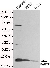 Western blot detection of RAB2A in Hela, Ramos&K562 cell lysates and using RAB2A antibody (1:800 diluted) .