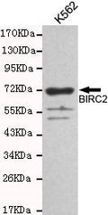Western blot detection of BIRC2 in K562 cell lysates and using BIRC2 antibody (1:1000 diluted) .