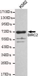 Western blot detection of BIRC2 in K562 cell lysates and using BIRC2 antibody (1:1000 diluted) .
