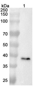 Anti-Mouse FOSL1 Polyclonal Antibody – Lane 1: MDA-MB-231 cell  lysate