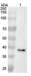 Anti-Mouse FOSL1 Polyclonal Antibody – Lane 1: MDA-MB-231 cell  lysate