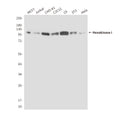 Western blot detection of HK1 in Hela&Jurkat cell lysates using HK1 antibody (1:10000 diluted) .