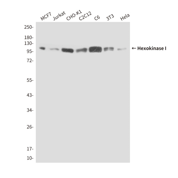 Western blot detection of HK1 in Hela&Jurkat cell lysates using HK1 antibody (1:10000 diluted) .