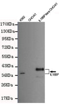 Western blot detection of IL18BP antibody in CHO-K1 cells transfected by IL18BP-PDGFR fusion protein and K562 cell lysates using IL18BP antibody (1:400-1:1000 diluted) .