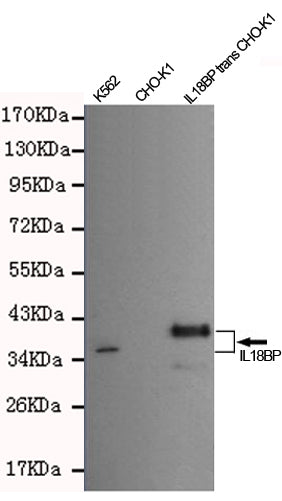 Western blot detection of IL18BP antibody in CHO-K1 cells transfected by IL18BP-PDGFR fusion protein and K562 cell lysates using IL18BP antibody (1:400-1:1000 diluted) .