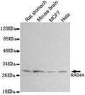 RAB4A monoclonal antibody – Figure 1 of 1