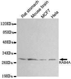 RAB4A monoclonal antibody – Figure 1 of 1