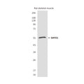Western blot detection of SMYD1 in rat skeletal muscle lysates and using SMYD1 antibody (1:2000 diluted) .