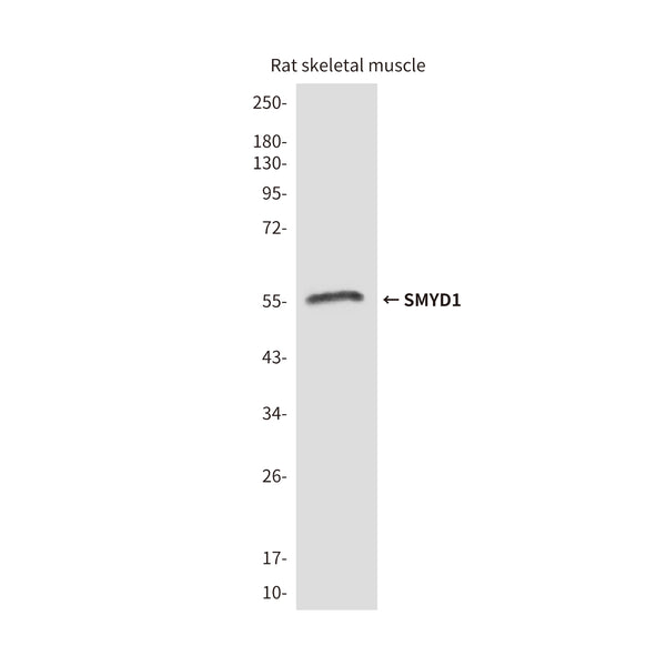 Western blot detection of SMYD1 in rat skeletal muscle lysates and using SMYD1 antibody (1:2000 diluted) .