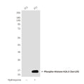 Western blot detection of Phosphorylation of H2A.X at Serine 139 in 3T3 or Hydroxyurea-treated 3T3 cell lysates using Phospho-Histone H2A.X (Ser139) mouse mAb (1:2000 diluted).