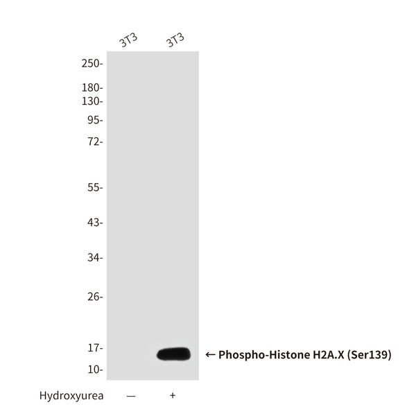 Western blot detection of Phosphorylation of H2A.X at Serine 139 in 3T3 or Hydroxyurea-treated 3T3 cell lysates using Phospho-Histone H2A.X (Ser139) mouse mAb (1:2000 diluted).