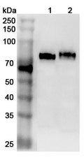 Western blot analysis was performed using anti-CD36 polyclonal antibody at 1µg/ml on various samples.
Lane 1: Mouse lung lysate
Lane 2: Mouse heart lysate