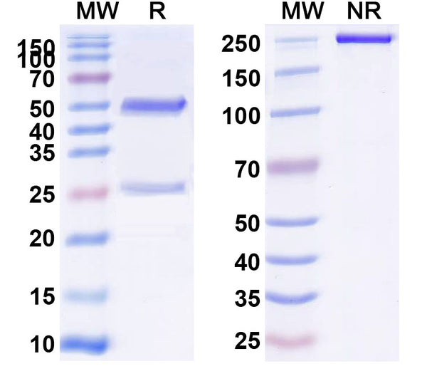 SDS-PAGE for Anti-Mouse CD142/F3/TF Antibody (No.1157)