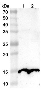 Western blot analysis was performed using anti-PVALB polyclonal antibody at 1ug/mL on various samples.
Lane 1: Mouse brain lysate
Lane 2: Rat brain lysate