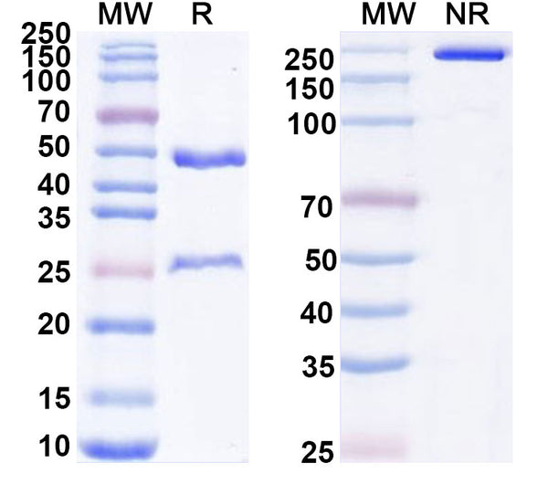 SDS-PAGE for Anti-Mouse NKG2D Antibody (CX5)