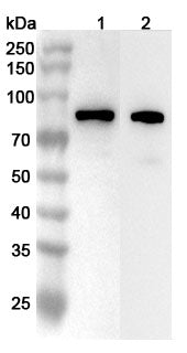 Western blot analysis was performed using anti-PVR polyclonal antibody at 1µg/ml on various samples.
Lane 1: U87 cell lysate
Lane 2: Mouse lung lysate