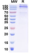 Recombinant Mouse EPOR Protein, C-Fc