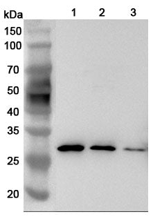 Western blot analysis was performed using anti-LGALS3 polyclonal antibody at 1ug/mL  on various samples.
Lane 1: MCF-7 cell lysate
Lane 2: HepG2 cell lysate
Lane 3: Caco2 cell lysate