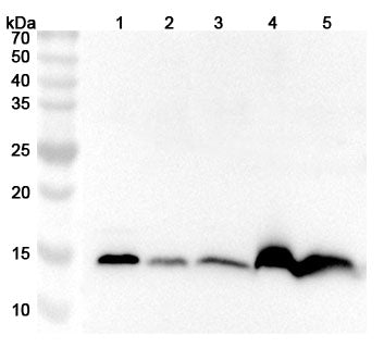 Western blot analysis was performed using anti-FABP4 polyclonal antibody at 1ug/mL on various samples.
Lane 1: Mouse thymus lysate
Lane 2: Mouse heart lysate
Lane 3: Mouse skeletal muscle lysate
Lane 4: Rat thymus lysate
Lane 5: Rat heart lysate