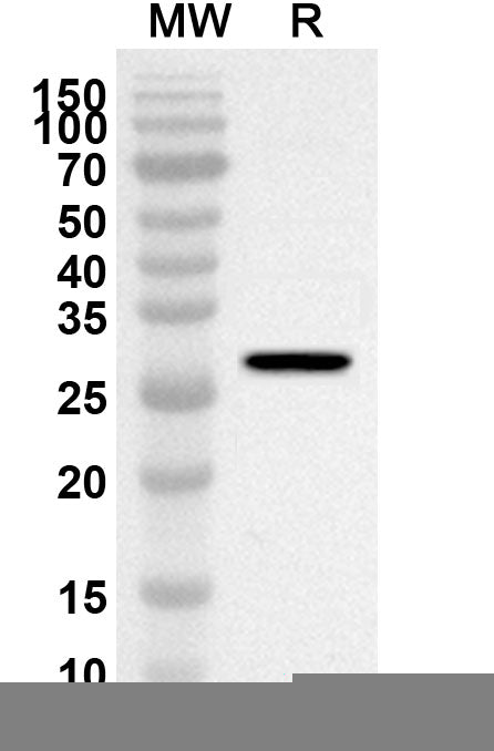 Western blot analysis was performed using anti-Mouse HGF polyclonal antibody at 1ug/mL on recombinant Mouse HGF (Catalog No. MB191012).