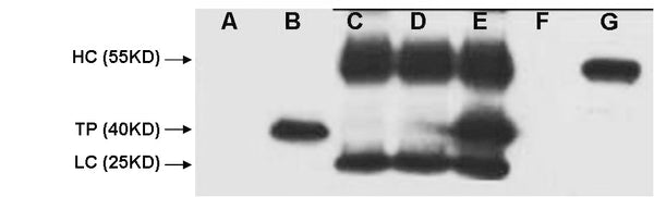 All lanes : V5-tag mouse monoclonal antibody A: HEK 293 cell lysate transfected without V5-tag protein B: HEK 293 cell lysate transfected with V5 -tag protein C: IP (HEK 293 cell without transfected + anti- V5 mAb 4℃ overnight) D: IP (PBS + anti- V5