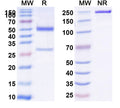 SDS-PAGE for Anti-Mouse CD73/NT5E Antibody (SAA0267)