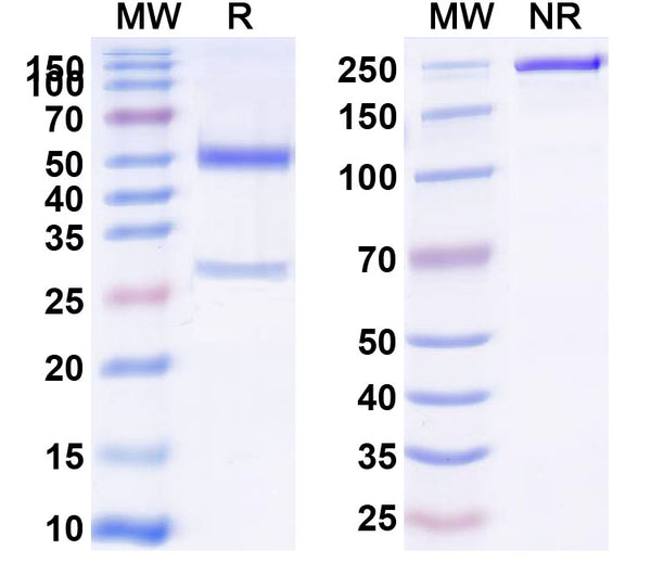SDS-PAGE for Anti-Mouse CD73/NT5E Antibody (TY/23)