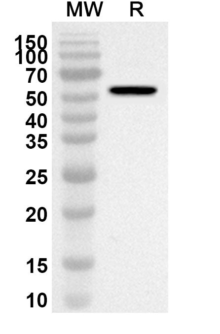 Western blot analysis was performed using anti-Mouse TGM2 polyclonal antibody at 1ug/mL on recombinant Mouse TGM2 (Catalog No. MB247012).