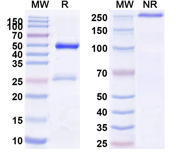 SDS-PAGE for Anti-Mouse CD1d Antibody (1B1)