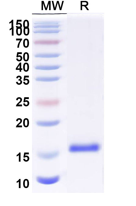SDS-PAGE for Anti-Mouse CD223/LAG3 Nanobody (Clone:3132)