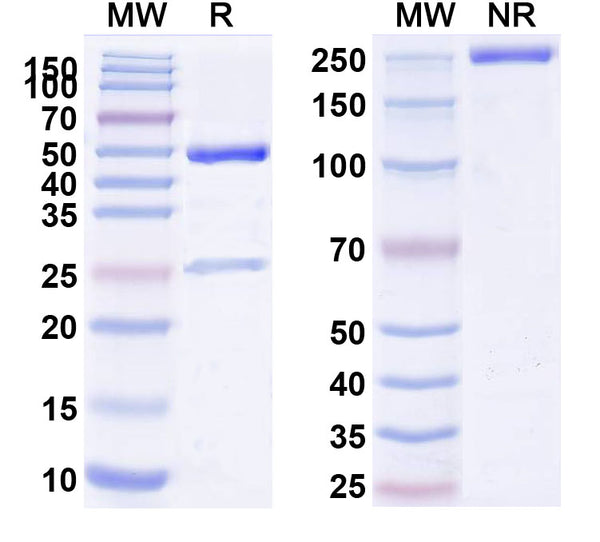 SDS-PAGE for Anti-Mouse CD35/CR1/CD21b Antibody (7G6)