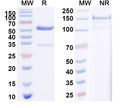 SDS-PAGE for Anti-Mouse CD35/CR1/CD21b Antibody (8C12)
