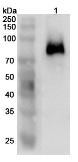 Western blot analysis was performed using anti-SELL polyclonal antibody at 1ug/mL  on various samples.
Lane 1: Mouse spleen lysate