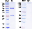 SDS-PAGE for InVivoMAb Anti-Mouse CTLA4 & PD-L1 Bispecific Antibody (Iv0226)