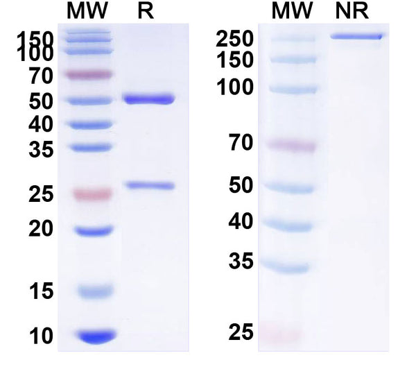 SDS-PAGE for InVivoMAb Anti-Mouse CTLA4 & PD-L1 Bispecific Antibody (Iv0226)