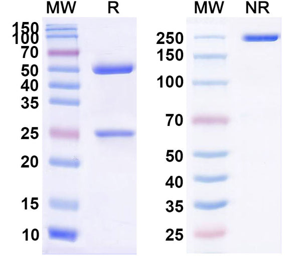 SDS-PAGE for InVivo Plus Anti-Mouse CD152/CTLA4 Antibody (9D9)