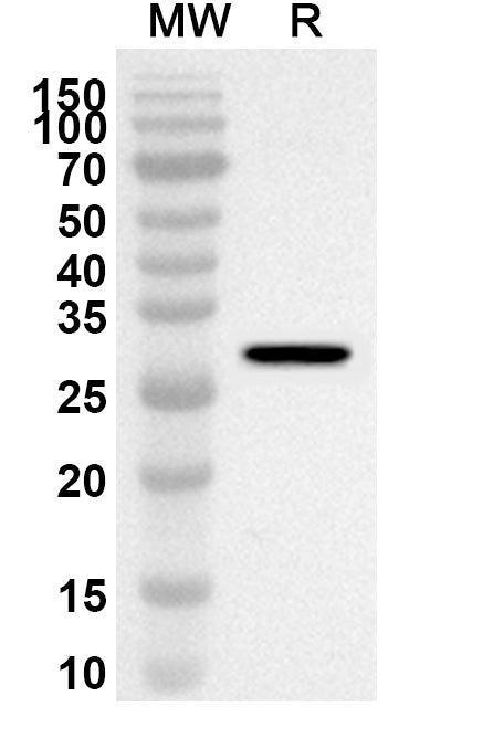 Western blot analysis was performed using anti-Mouse CD38/ADPRC 1 polyclonal antibody at 1ug/mL on recombinant Mouse CD38/ADPRC 1 (Catalog No. MB691012).