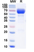 Recombinant Mouse CD38 Protein, C-Fc