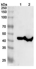 Western blot analysis was performed using anti-LRPAP1 polyclonal antibody at 1ug/mL on various samples.
Lane 1: Mouse kidney lysate
Lane 2: Rat kidney lysate