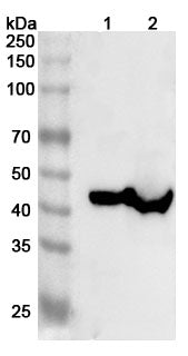 Western blot analysis was performed using anti-LRPAP1 polyclonal antibody at 1ug/mL on various samples.
Lane 1: Mouse kidney lysate
Lane 2: Rat kidney lysate