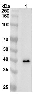 Western blot analysis was performed using anti-AZGP1 polyclonal antibody at AZGP1 on various samples.
Lane 1: Mouse serum lysate
