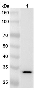 Western blot analysis was performed using anti-MPST polyclonal antibody at 1ug/mL on various samples.
Lane 1: N2A cell lysate